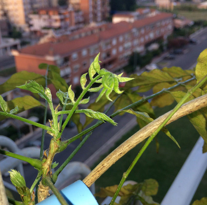 Fiori per le piante? Provare per credere.